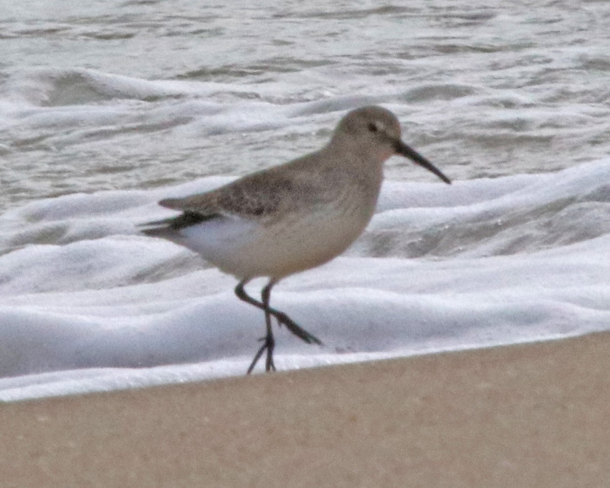Dunlin - ML645944158