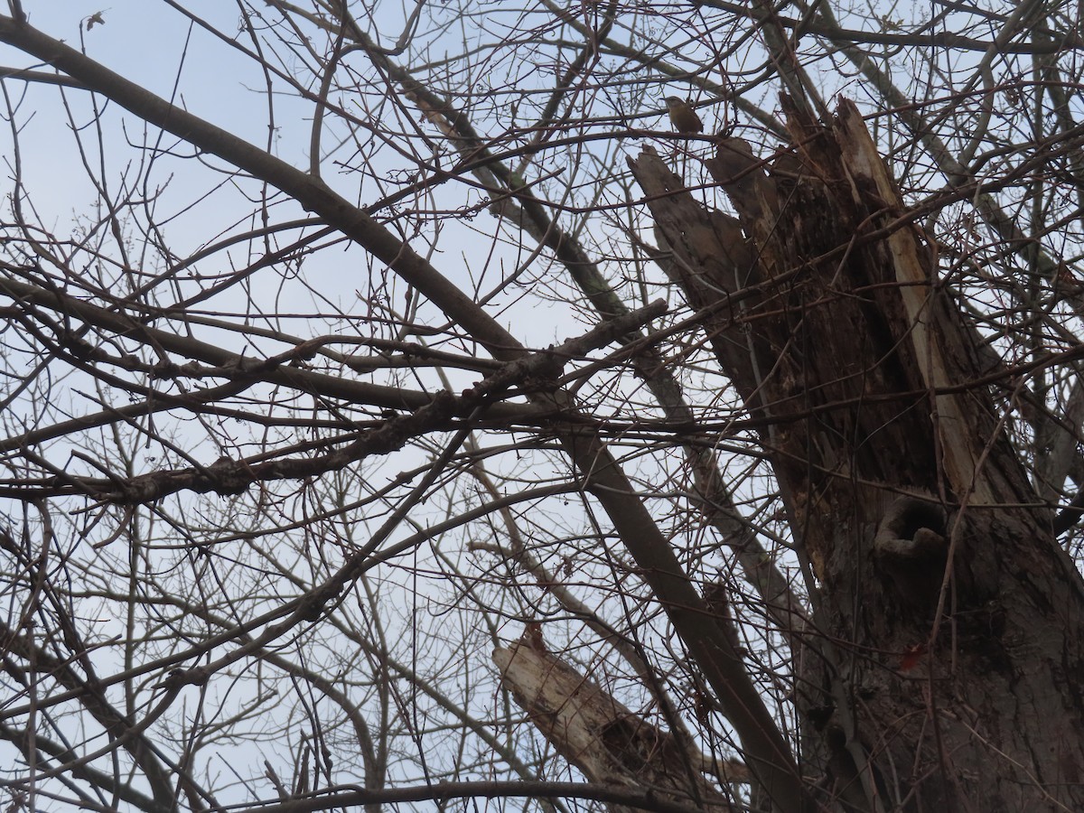 Carolina Wren - ML645944159