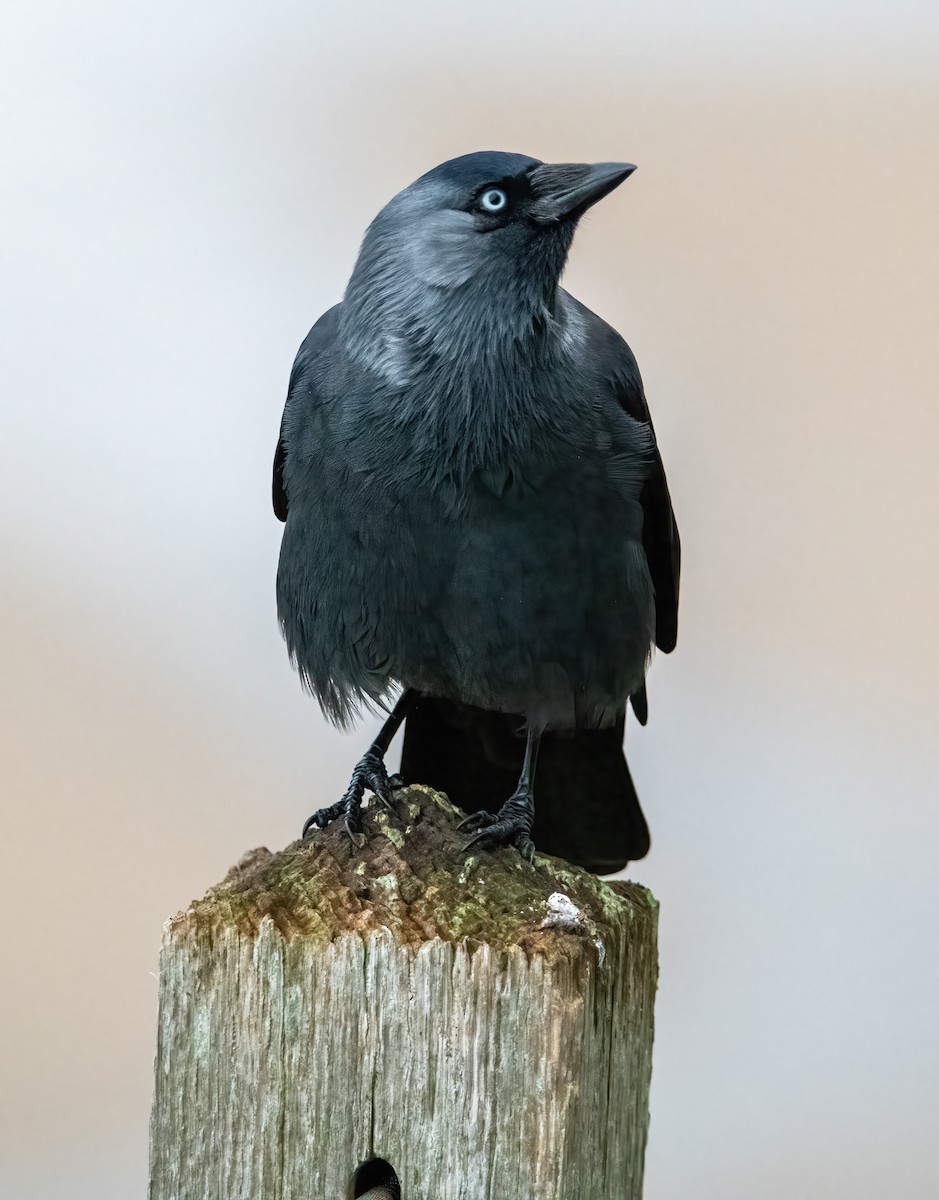 Eurasian Jackdaw - ML645944160