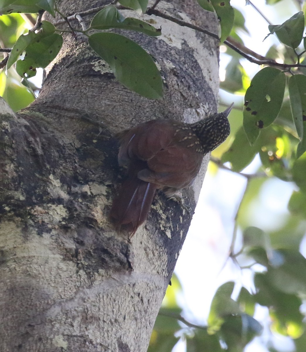Striped Woodcreeper - ML645944161