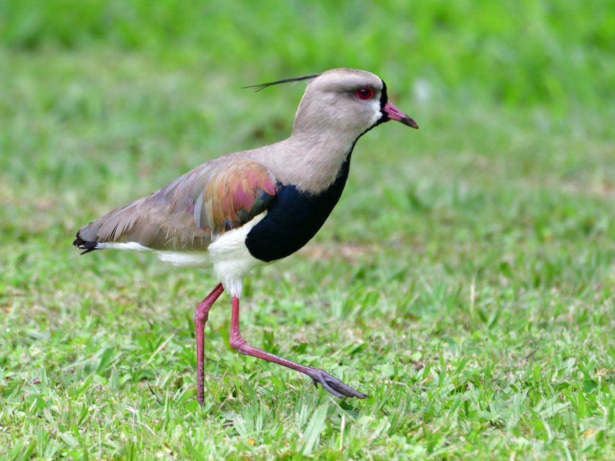 Southern Lapwing - ML645944164