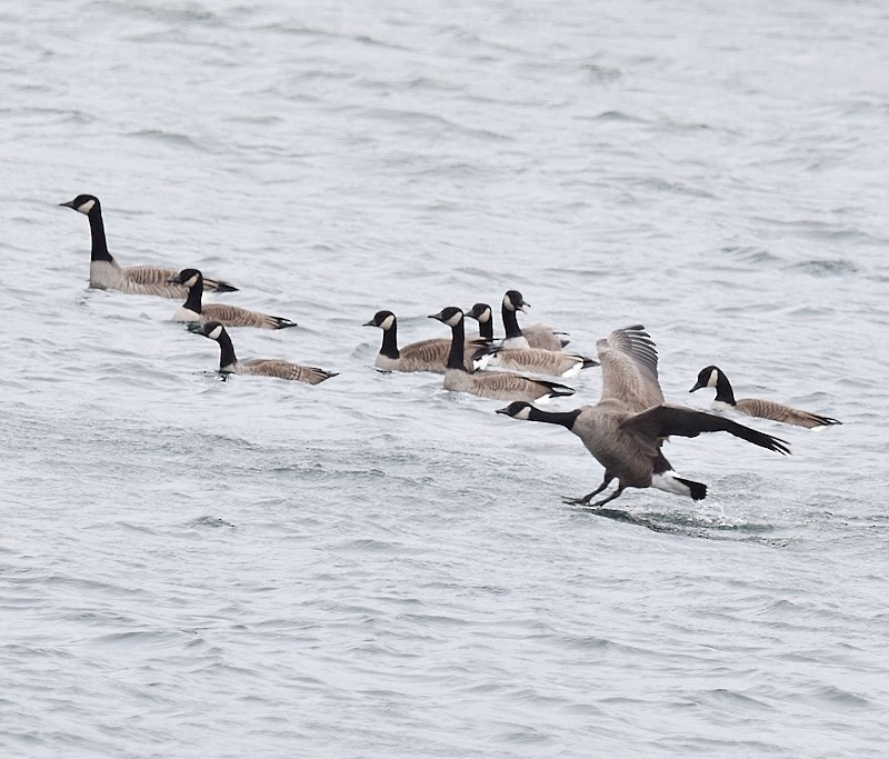 Canada Goose - ML645944165