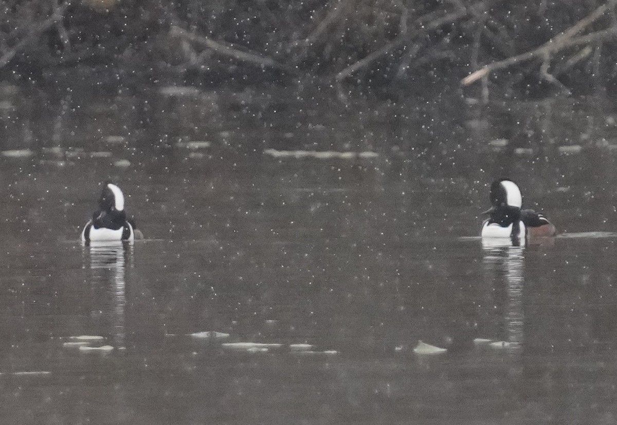 Hooded Merganser - ML645944166