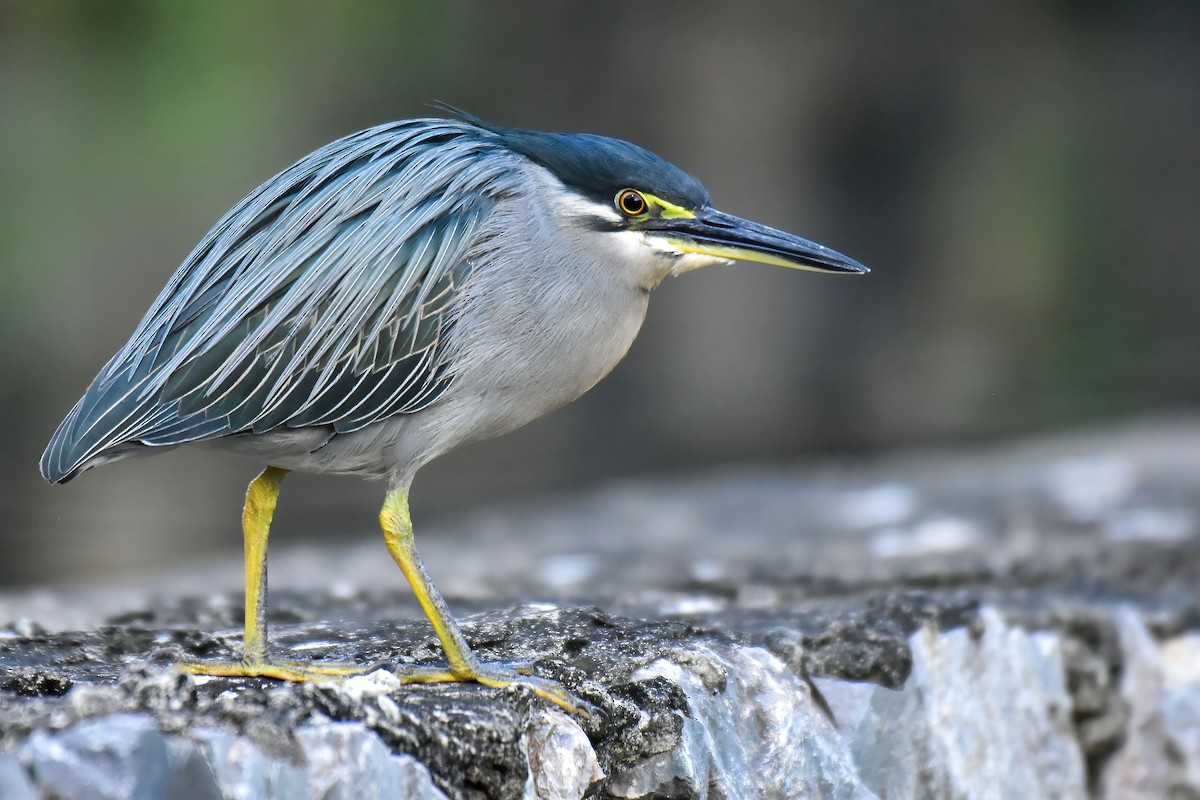 Little Heron - ML645944168