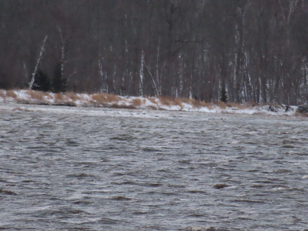 bird sp. - ML645944169