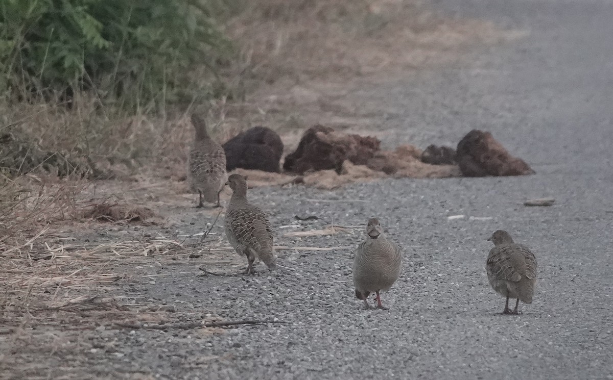 Gray Francolin - ML645944170