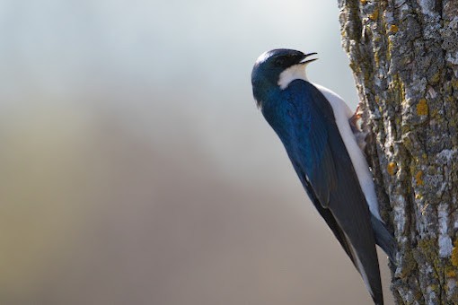 Tree Swallow - ML645944172