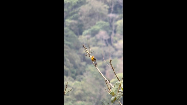 Saffron Toucanet - ML645944175