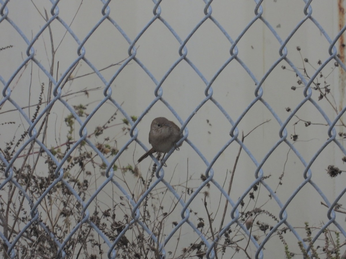 Northern House Wren - ML645944177