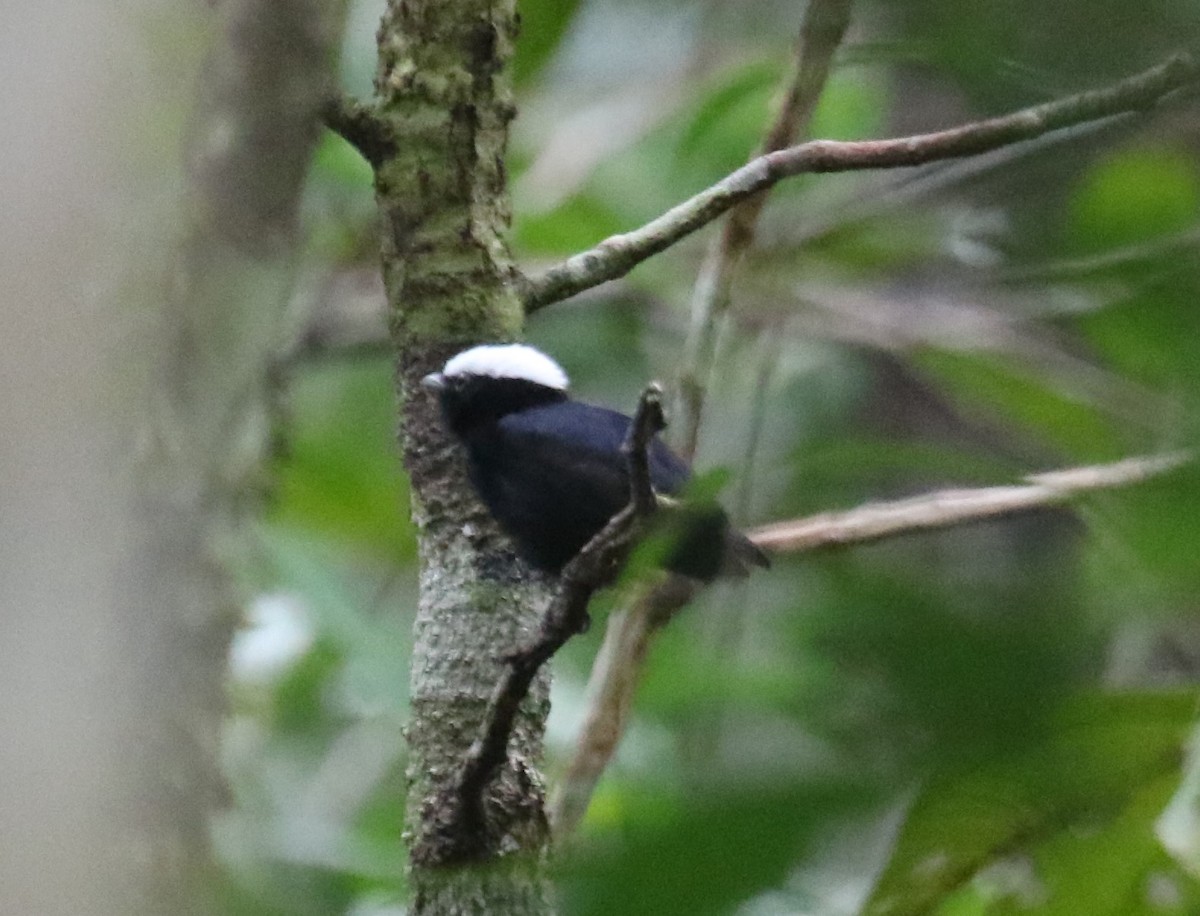 White-crowned Manakin (Guianan) - ML645944179