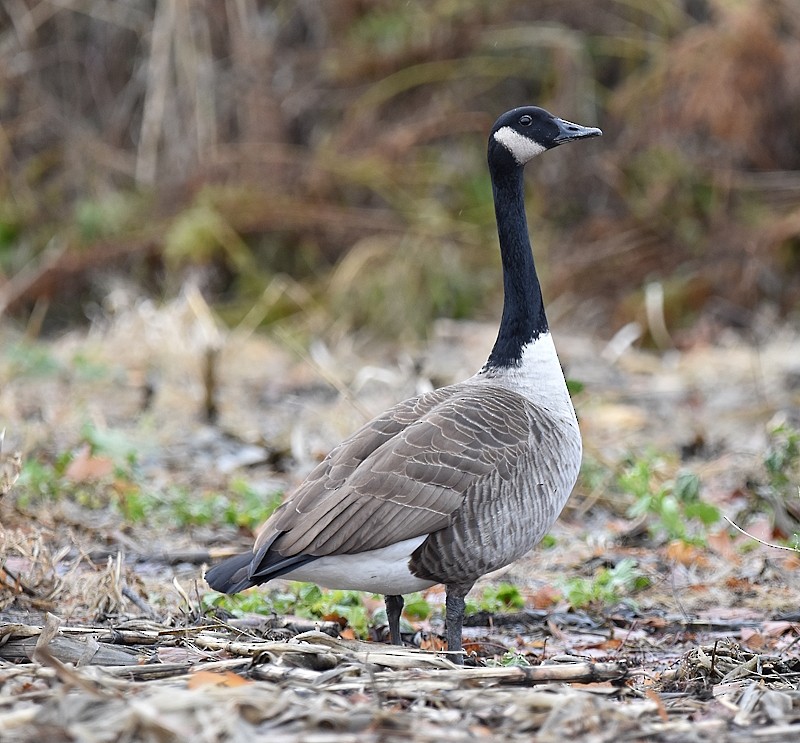 Canada Goose - ML645944182