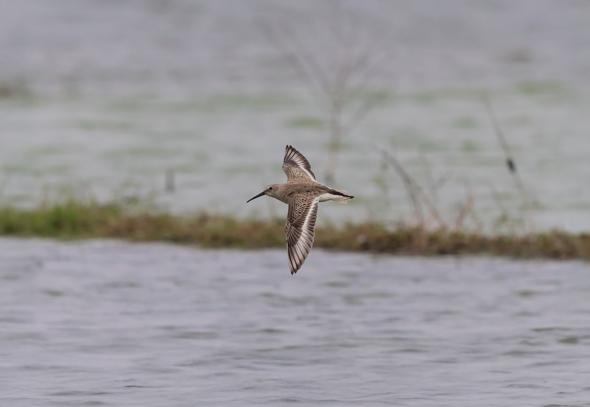 Dunlin - ML645944183