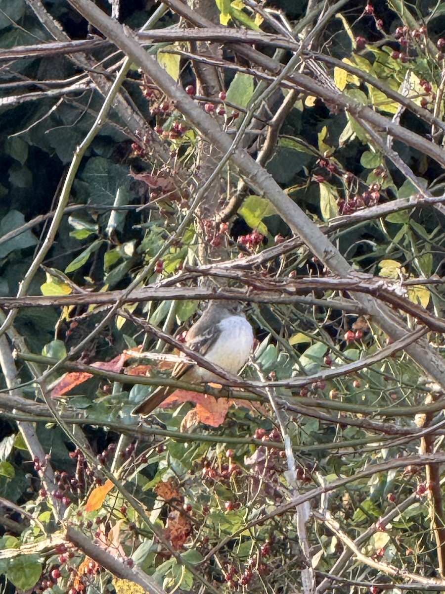 Gri Boğazlı Sinekkapan - ML645944205