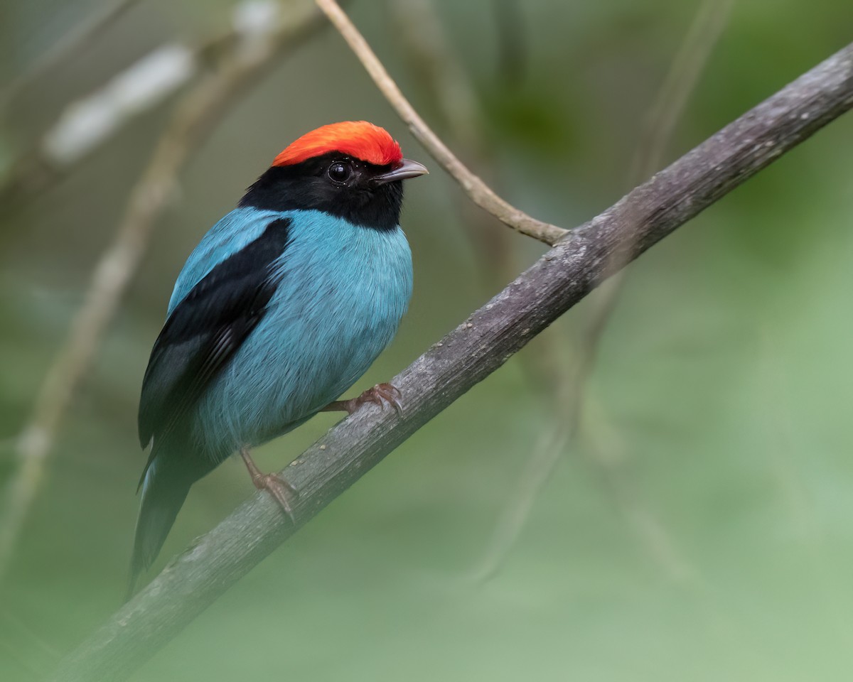 Swallow-tailed Manakin - ML645944218