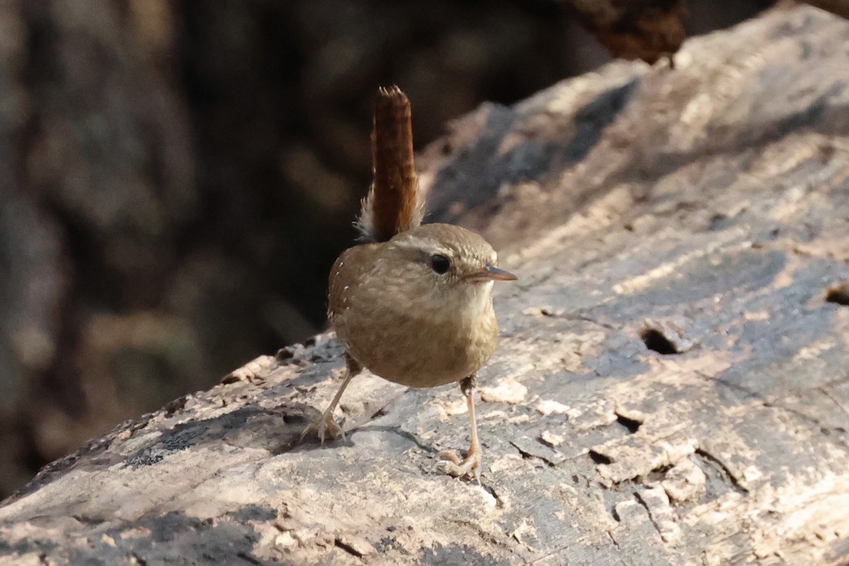 Winter Wren - ML645944219