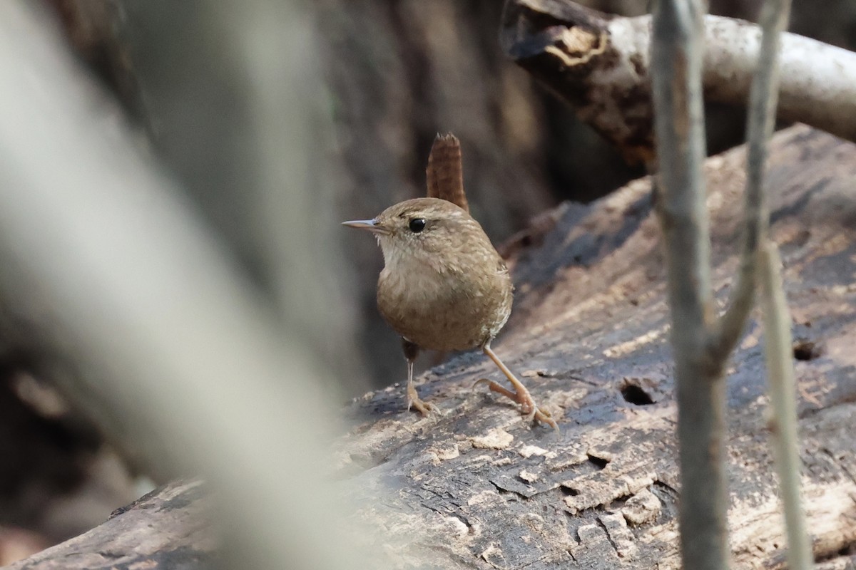 Winter Wren - ML645944220