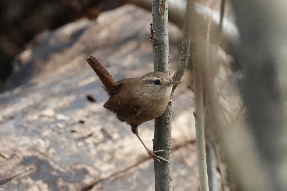 Winter Wren - ML645944221