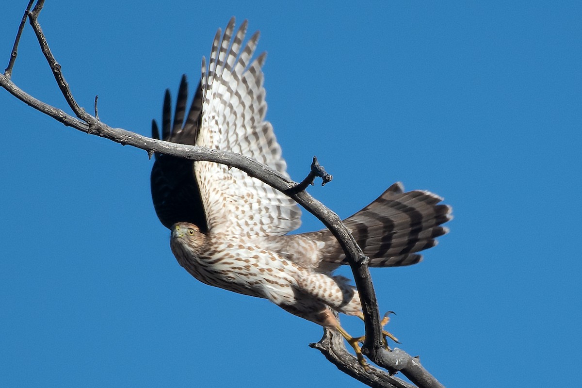 Cooper's Hawk - ML645944222