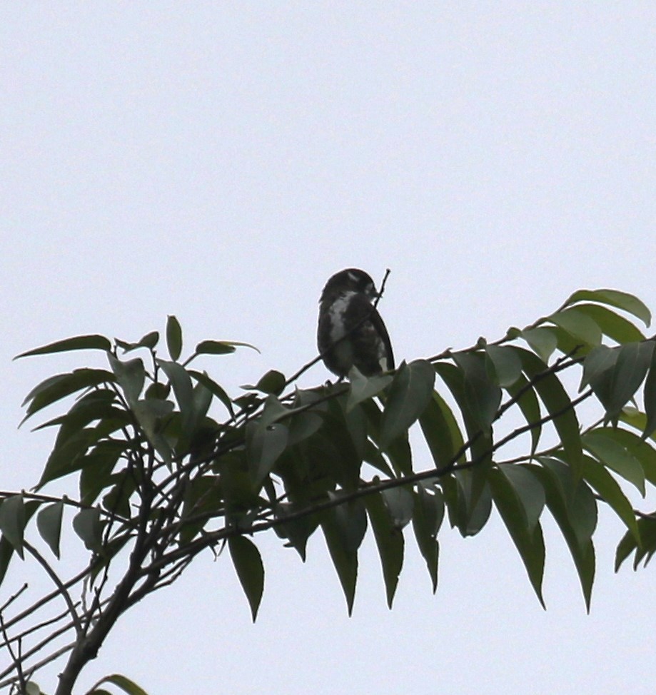 White-browed Purpletuft - ML645944223