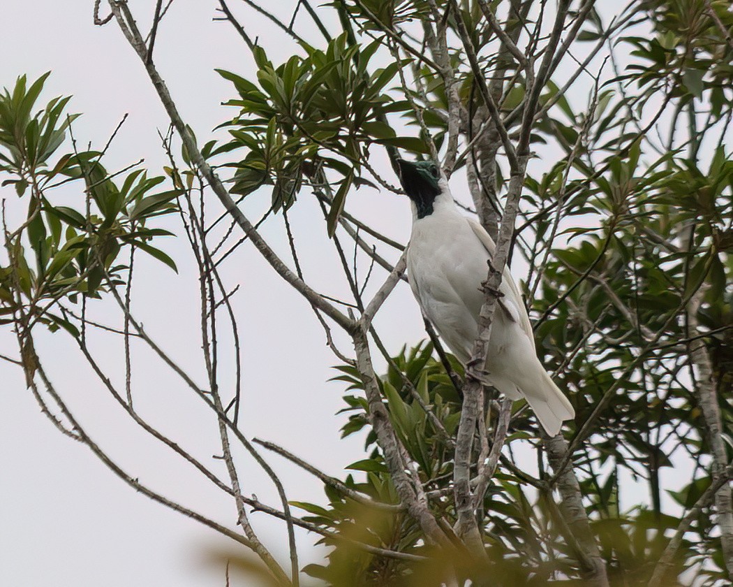 Bare-throated Bellbird - ML645944226