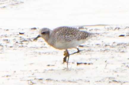Black-bellied Plover - ML645944234
