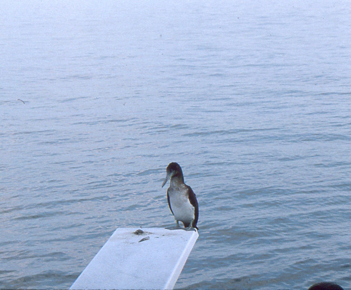 Blaufußtölpel - ML645944235