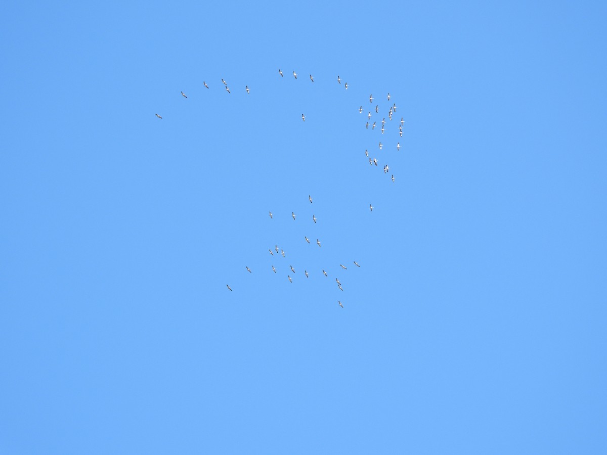 Common Crane - ML645944236