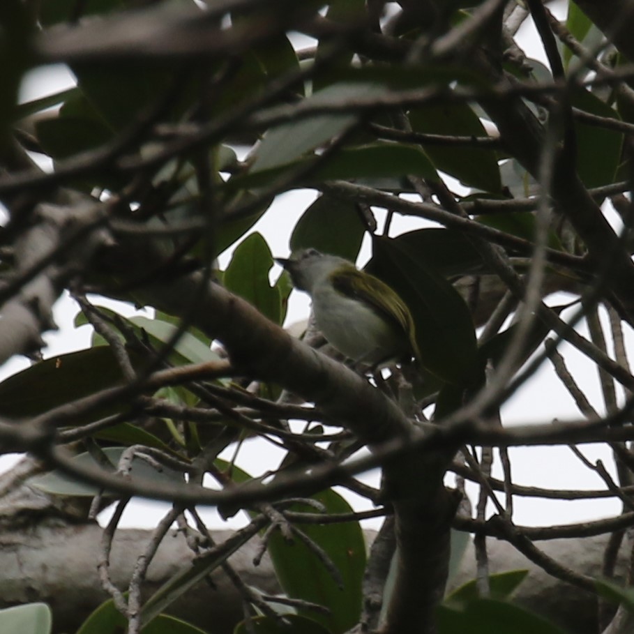 Short-tailed Pygmy-Tyrant - ML645944238