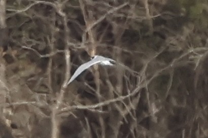 Forster's Tern - ML645944246