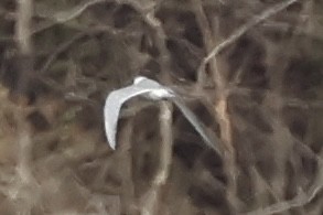 Forster's Tern - ML645944247