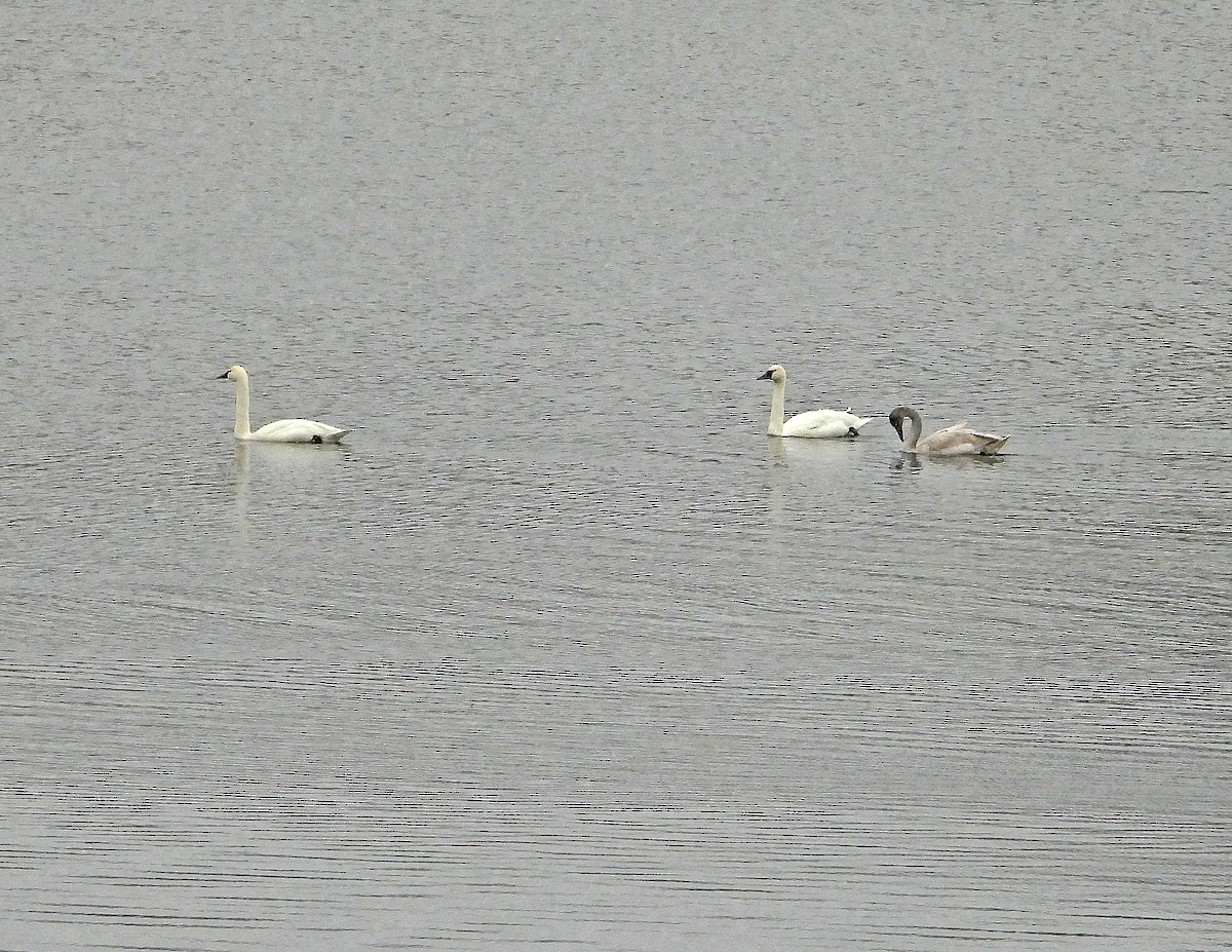 Лебідь чорнодзьобий - ML645944249