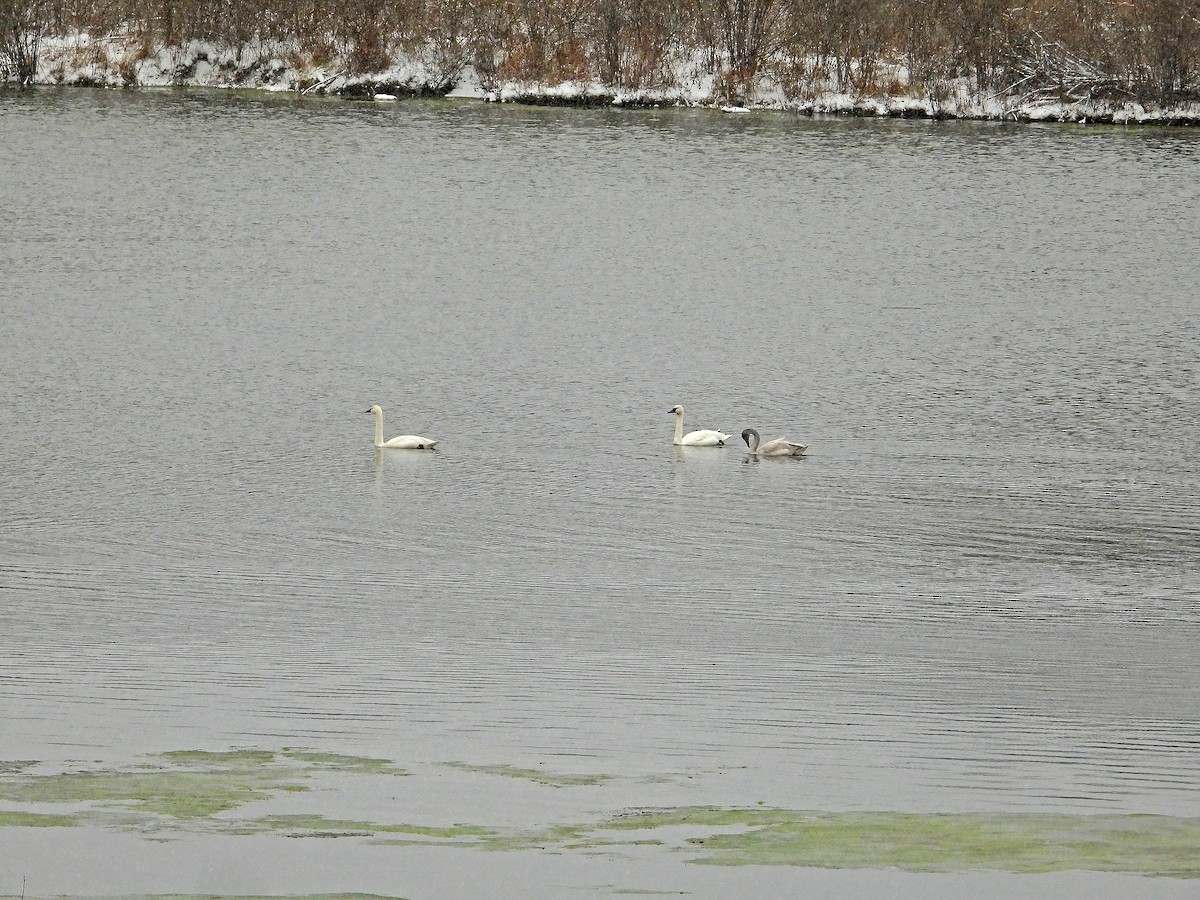 Лебідь чорнодзьобий - ML645944250