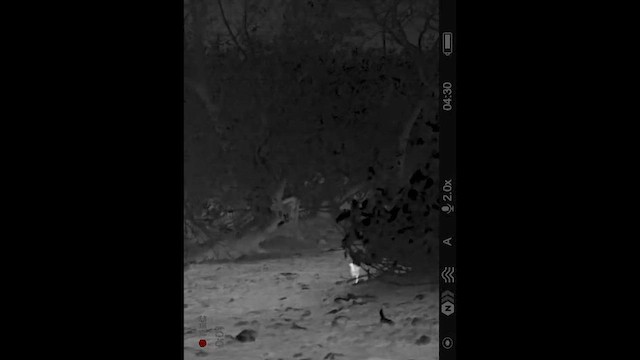 Mangrove Rail - ML645944251