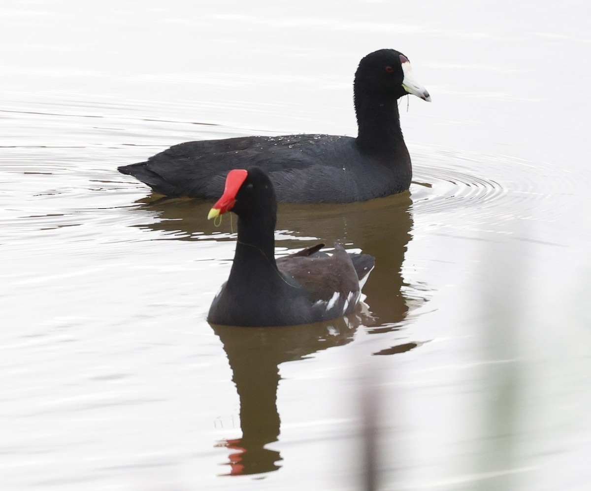 American Coot - ML645944255