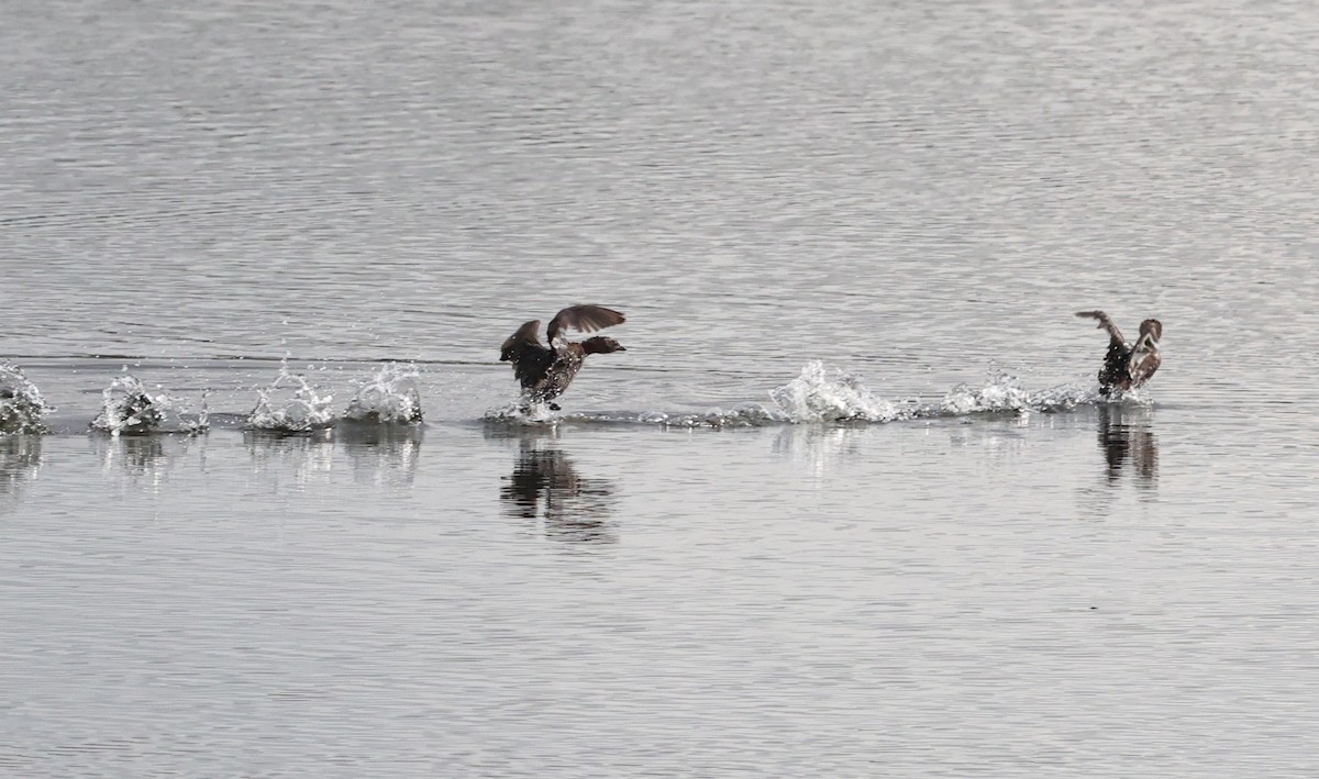 Pied-billed Grebe - ML645944267