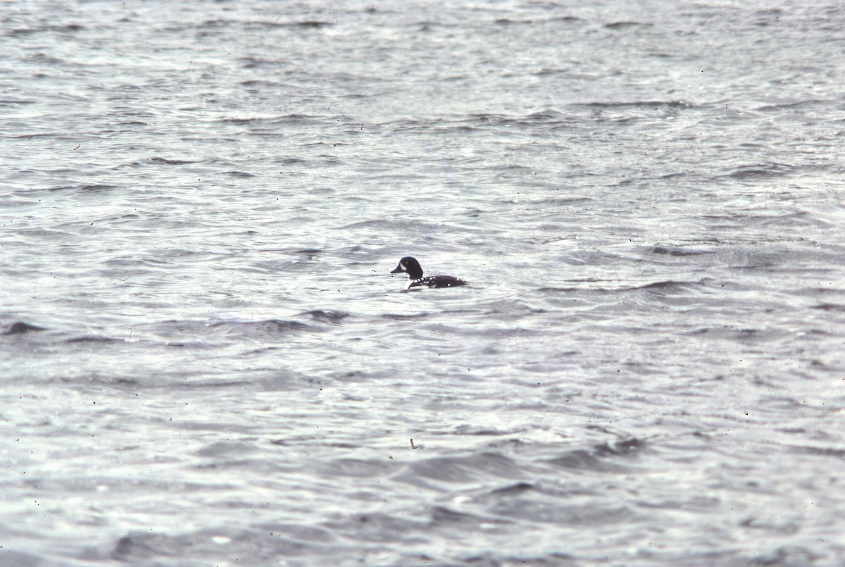 キタホオジロガモ - ML645944273