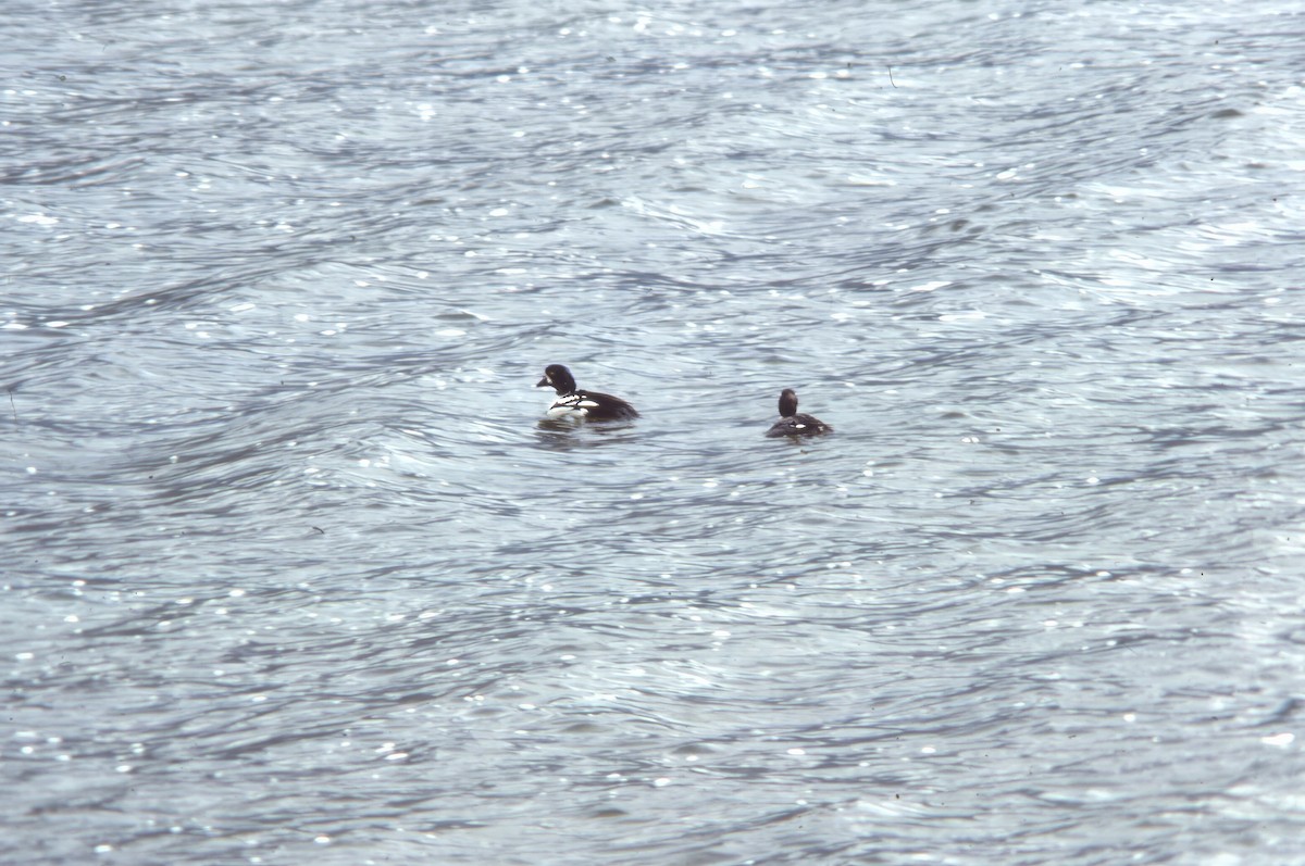 キタホオジロガモ - ML645944274