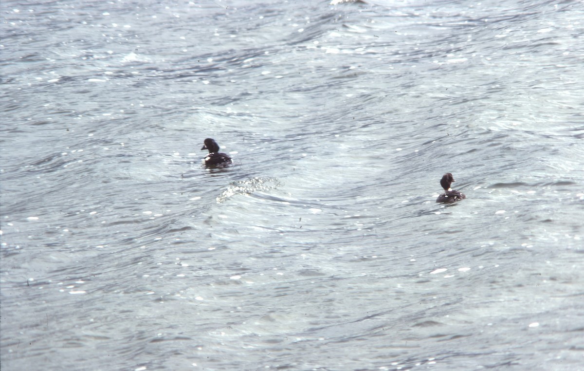 キタホオジロガモ - ML645944275