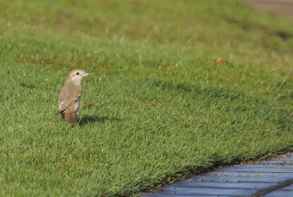 Isabelline Shrike - ML645944282