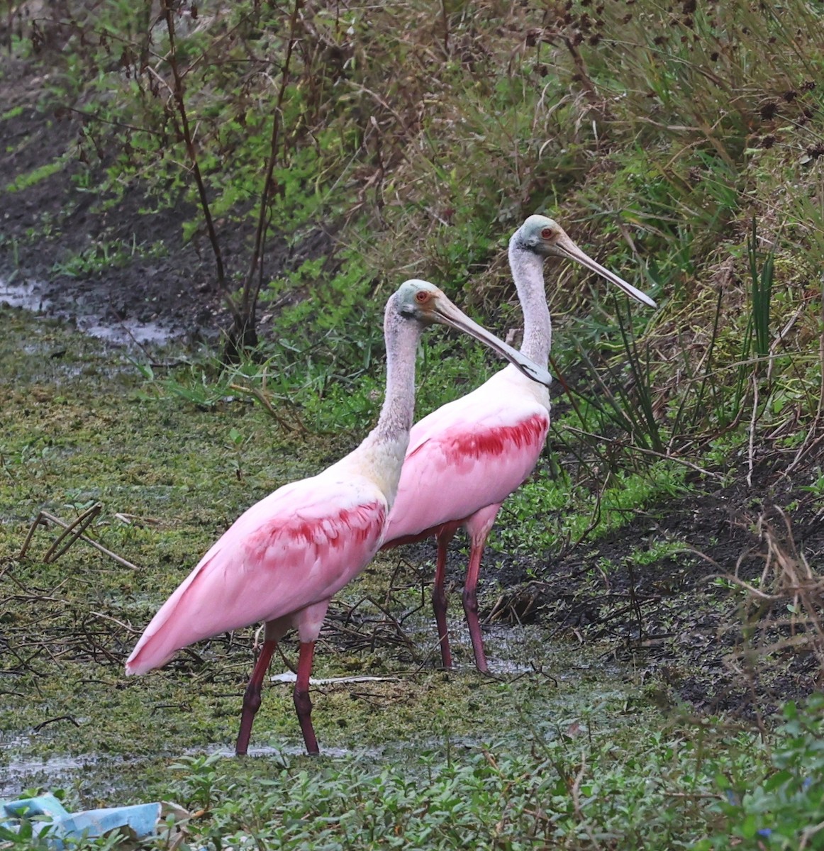 Espátula Rosada - ML645944285