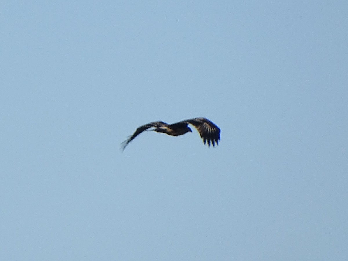 Greater Spotted Eagle - ML645944288