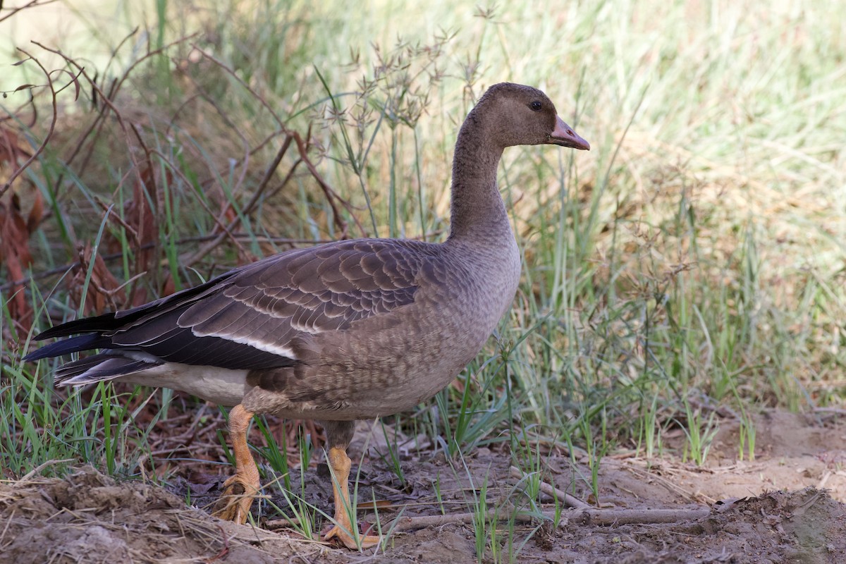 Greater White-fronted Goose - ML645944293