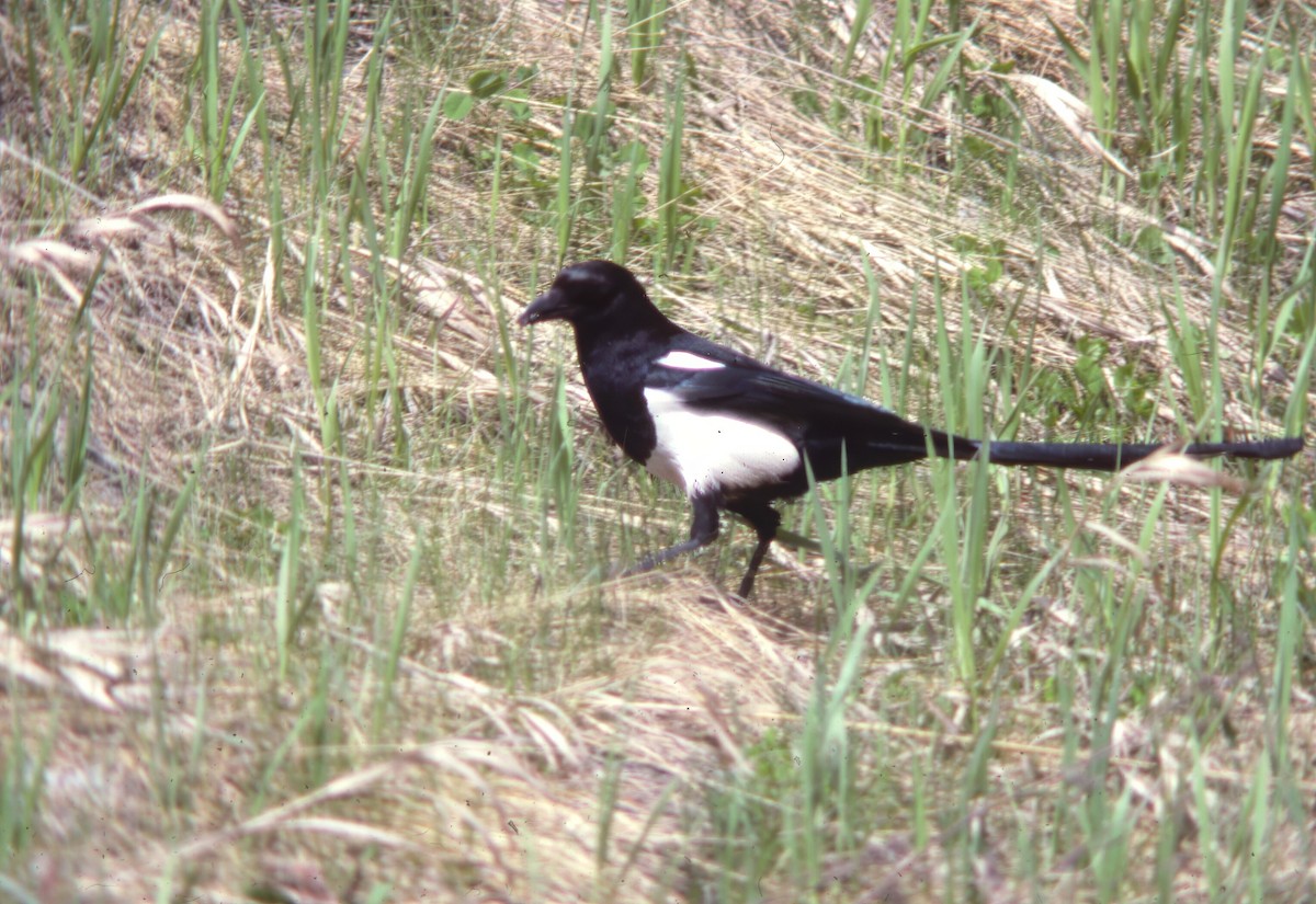 straka americká - ML645944299