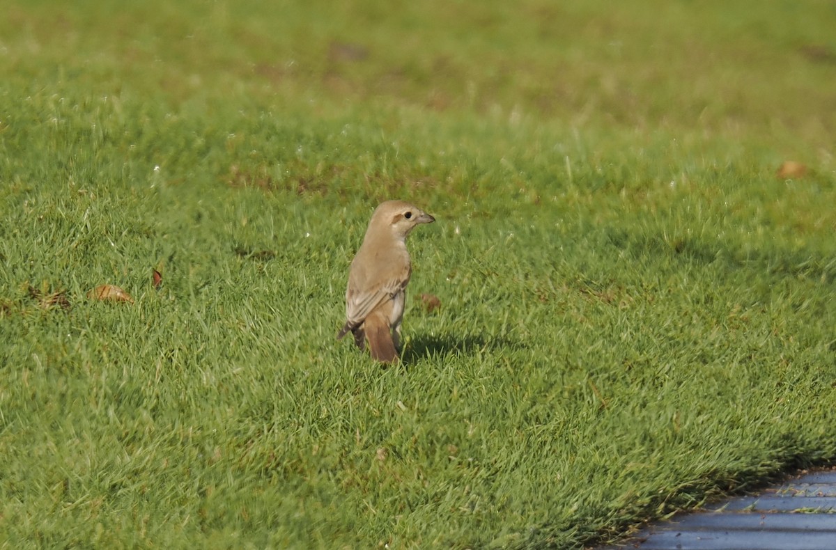 Isabelline Shrike - ML645944300