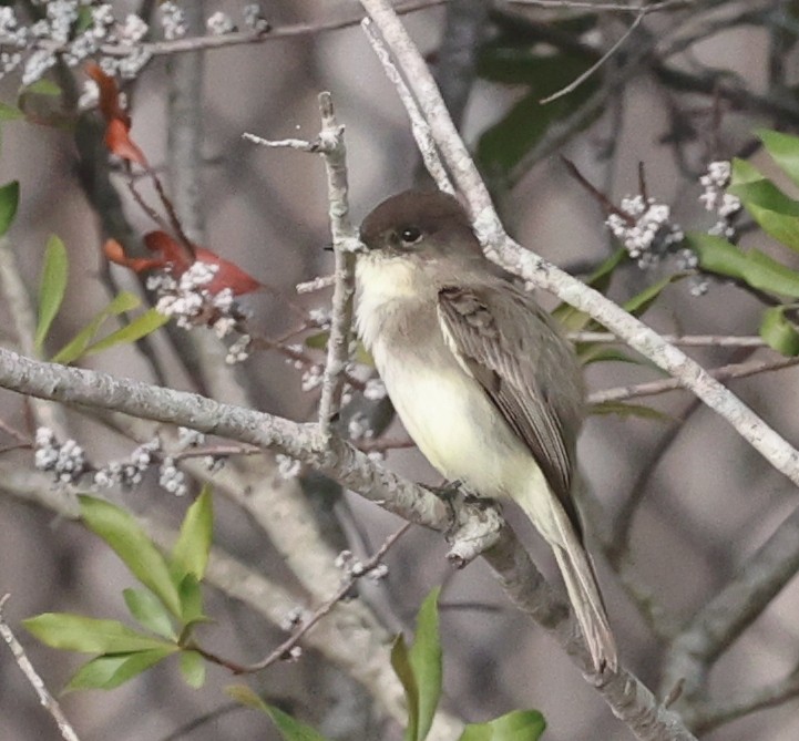 Eastern Phoebe - ML645944303