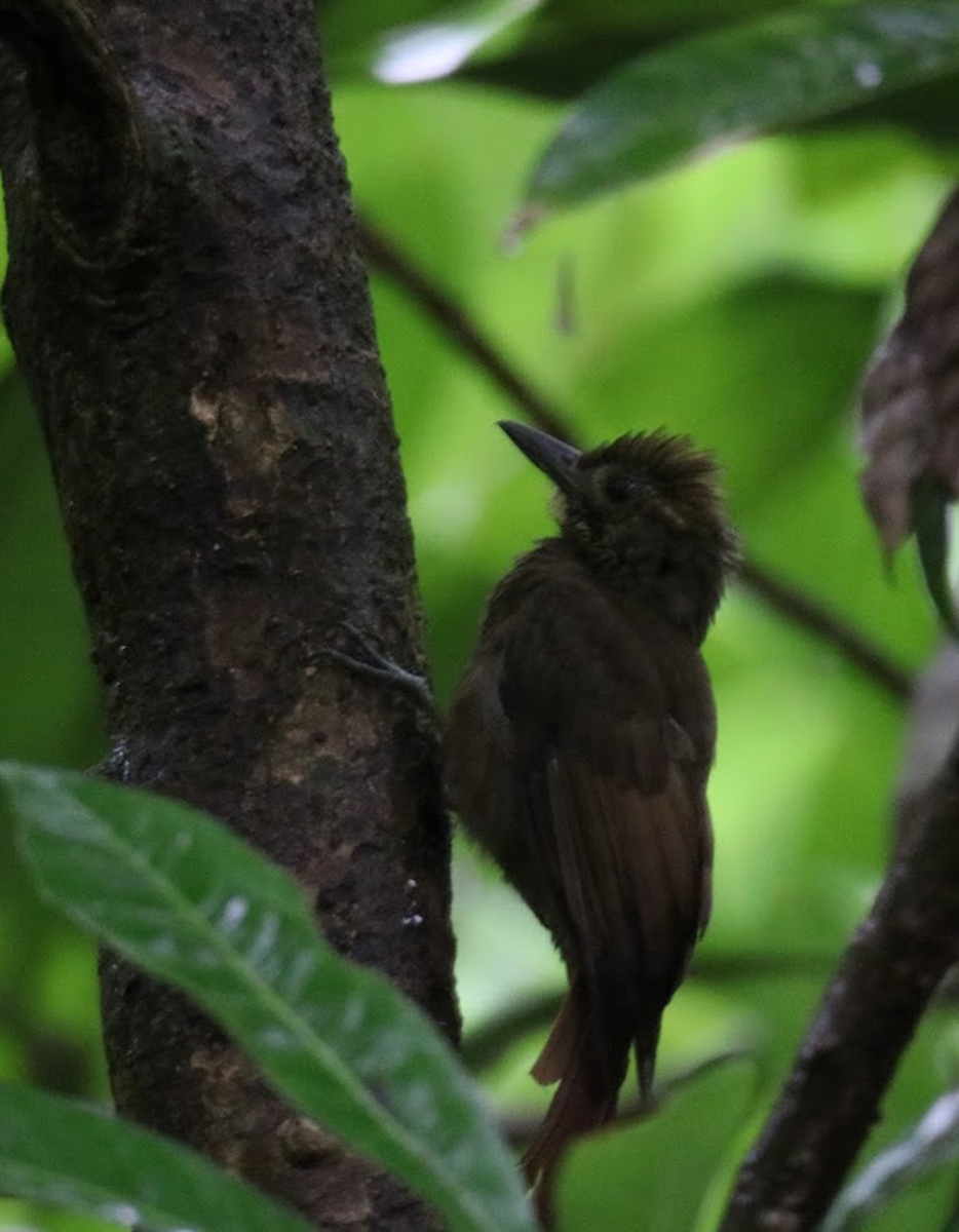 Hellschwingen-Baumsteiger - ML645944305