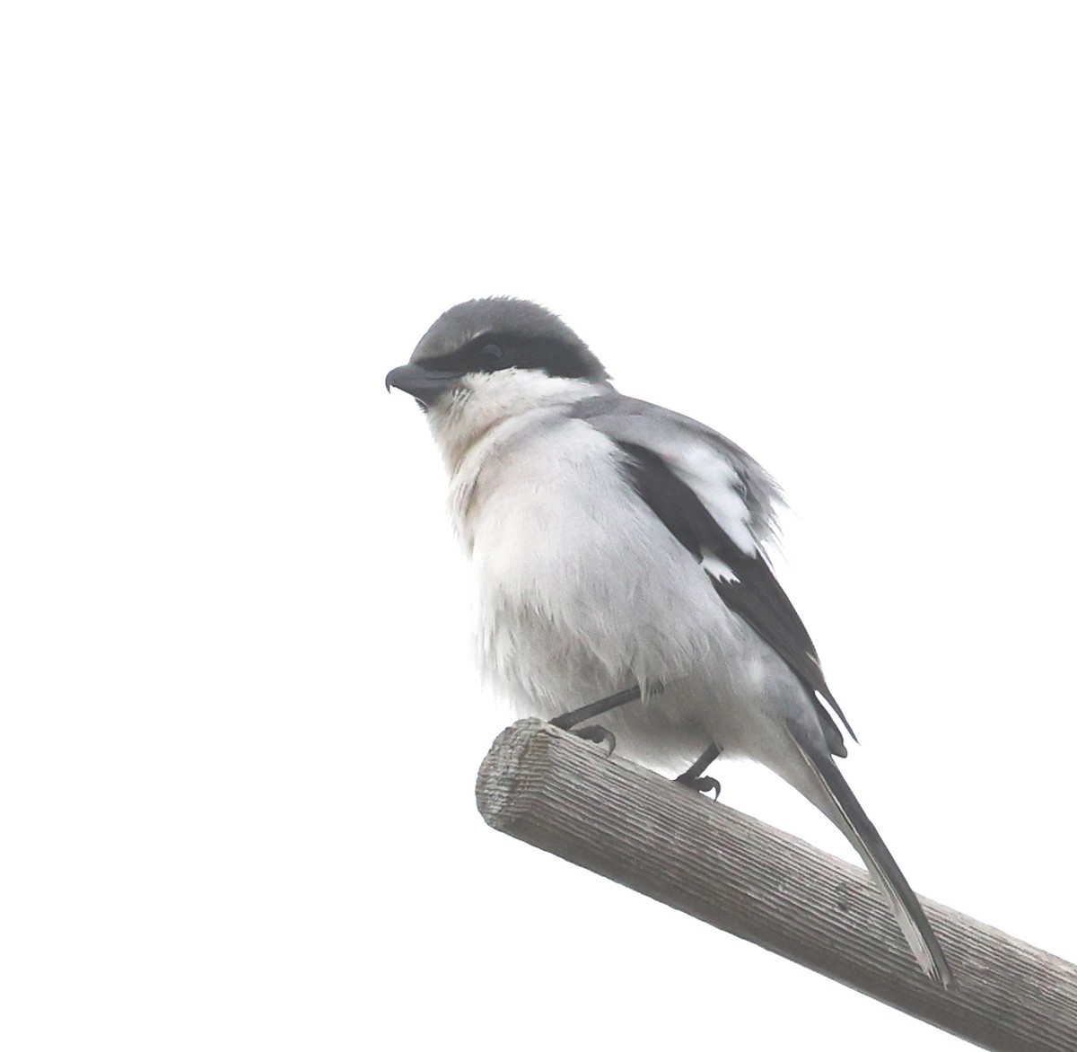 Loggerhead Shrike - ML645944308