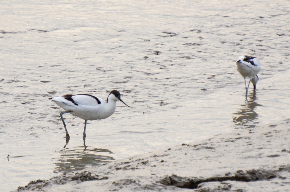 Pied Avocet - ML645944312