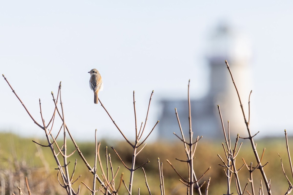 Red-backed Shrike - ML645944316