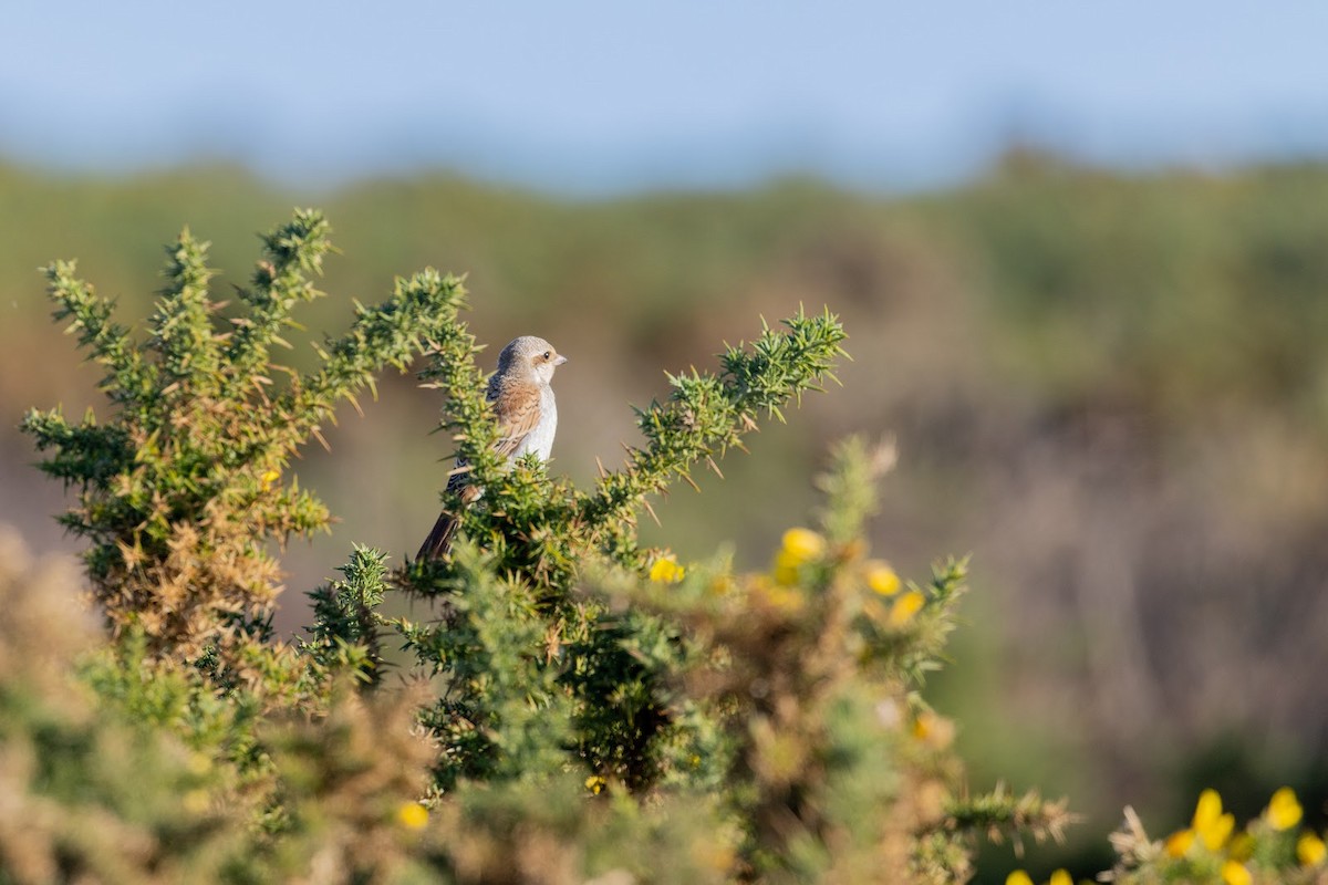Red-backed Shrike - ML645944317